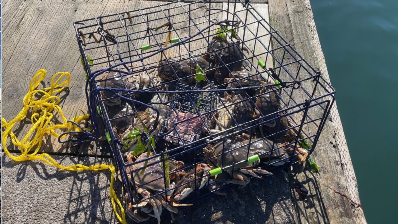 Dungeness CrabCatching and cooking YouTube