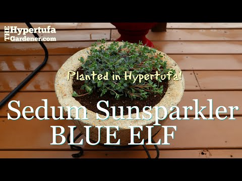 Extra Large Hypertufa Bowl - This Planter for My Sedum Sunsparkler Blue Elf - Made 4 Each Other!