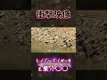 レイジースイマー9インチを襲う衝撃の生き物! #shorts