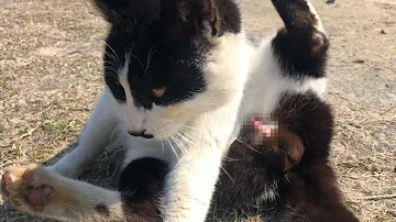 猫の射精 Mp3 猫の射精 Mp3