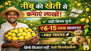 Lemon Farming 🍋 || 1 Bigha me Nimbu ka kheti || Nimbu ki Kheti