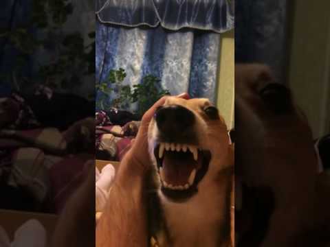Video: Câini zâmbitori