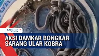 Damkar Evakuasi Sarang Ular Kobra Di Permukiman Warga Di Madiun