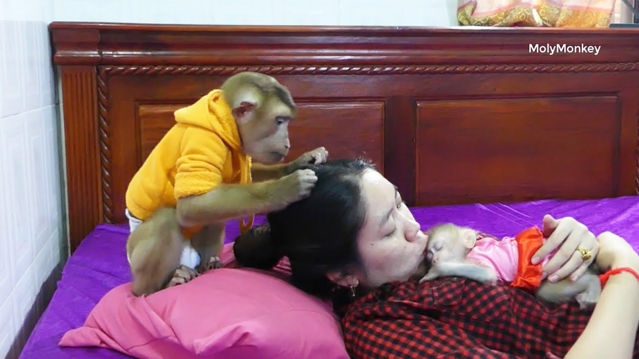 Mr. D0do Focus Grooming On Mom's Hair While She K_I_S_S Little Zuji To Sleep, D0do & Zuji Love Mom