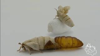 科普 蚕的一生 从孵化到产卵 Silkworm, from hatching to spawning ，moth