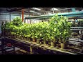 How artificial plants are made in factories  how its made