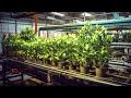 Artificial Plants: A Journey from Design to Delivery