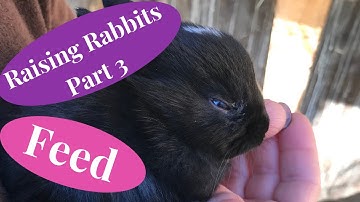 Raising Rabbits Part 3 - Out of the nest box and feeding