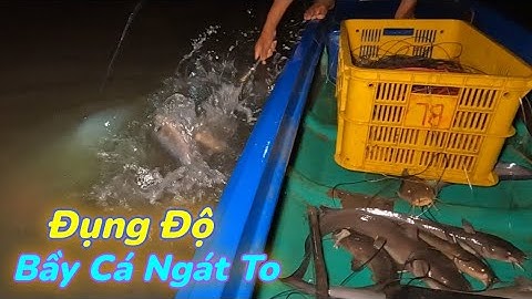 Giăng Câu Trúng Luồn Cá Ngát Lên Cá Liên Tục | Gia Đình Cần Giờ .143 |