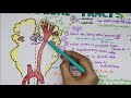 Corticospinal tracts/ Pyramidal Tracts Pathway |Neurophysiology| Super Easy Explanation