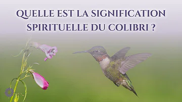 Quel est la particularité du colibri ?