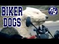 Biker Dogs - Dogs Riding on Motorcycles and Sidecars Compilation