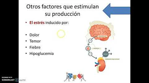 ¿Cuál es la función de la hormona adrenocorticotropa?