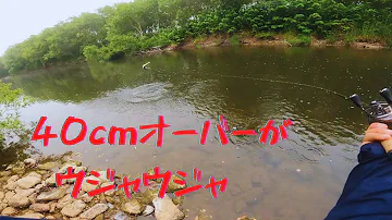 ニジマス釣り