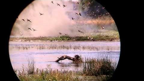 Pintail rocket net California waterfowl 2015