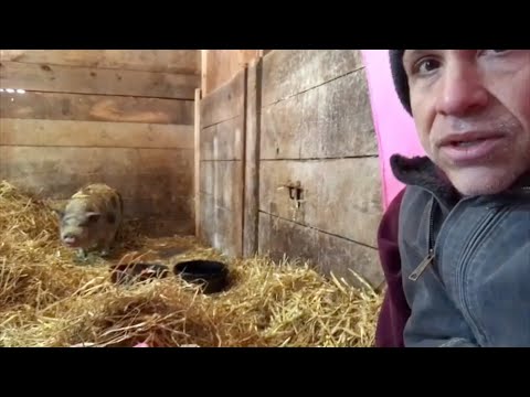 This pig spent 10 years in dark stall. Watch how she responds to love.