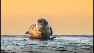 Seals, a lifetime obsession and passion.