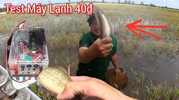 Test Kích Lạnh Đi Ruộng 40₫ Cá Trê Vàng Trắng Cá Lóc Chuối 