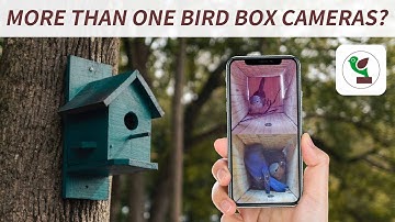 Watch Two Bird Box Cameras on One APP