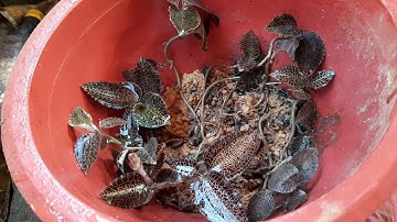 Công dụng của cây lan kim tuyến ít người biết đến