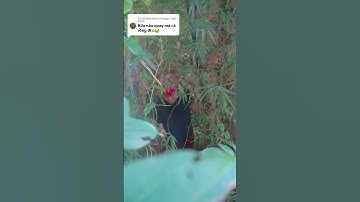 Câu chuyện ma ca rồng trên Tây Bắc - Vương Ngọc Thảo p1