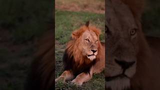 lionworld lionroaring africanlion joshjose365