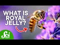 How a Bee Becomes Queen