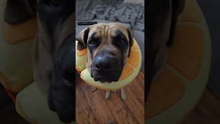 Spartan Elsa Boerboel I've tried everything to alleviate allergy issues she's also on Steroids