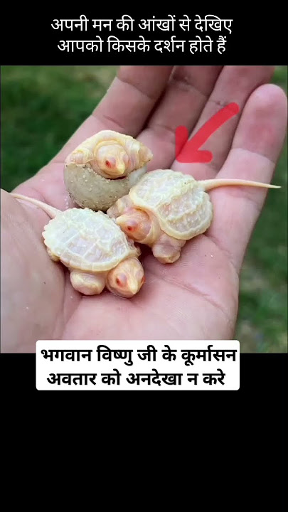 भगवान विष्णु कूर्मा अवतरण #vishnu #vishnumantra #vishnupuran