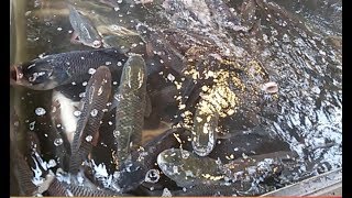 Amazing Big Fish in The tank You will be surprised to see | fish video | big fish video | SUNVI