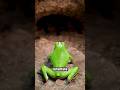 O segurança mais BIZARRO do mundo ANIMAL! #bicho #animal #curiosidade
