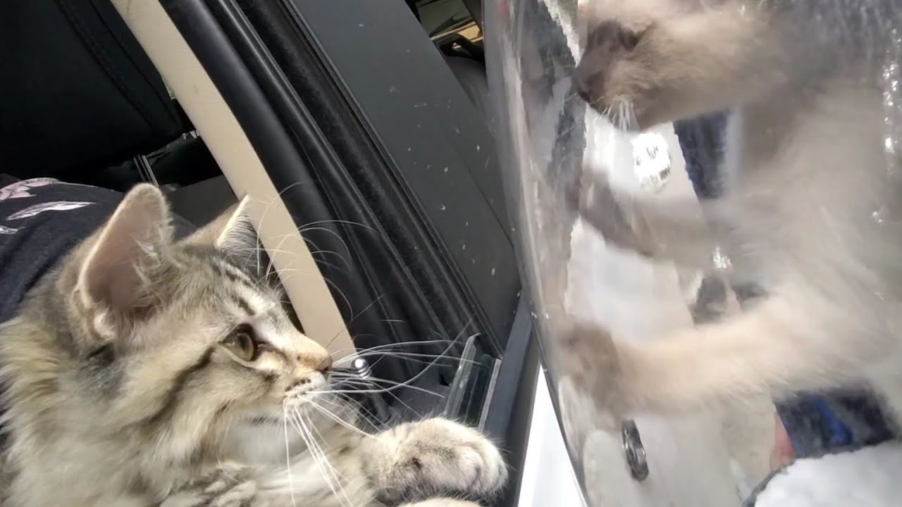 Ashtoons Vlog 564 Dashel s Cat Backpack 1st Time In A Store Mega Replay Fort Wayne IN 