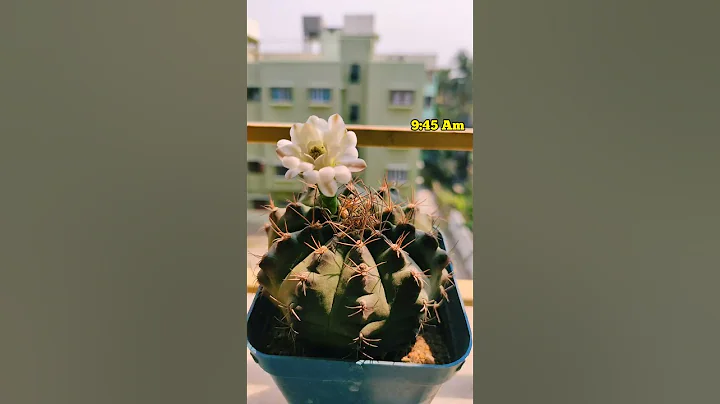 fertilizer for cactus flower #cacti #cactus #cactusflowers #cactussucculents #cactos - DayDayNews