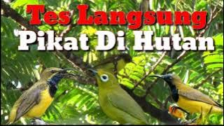 Suara Pikat Burung Pleci Sogok Ontong DiJamin Langsung Poin