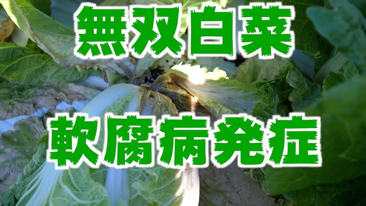 10/20 From Chinese cabbage harvest to shipping #512 - YouTube