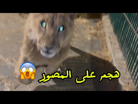 دخلت للأسد جوه القفص