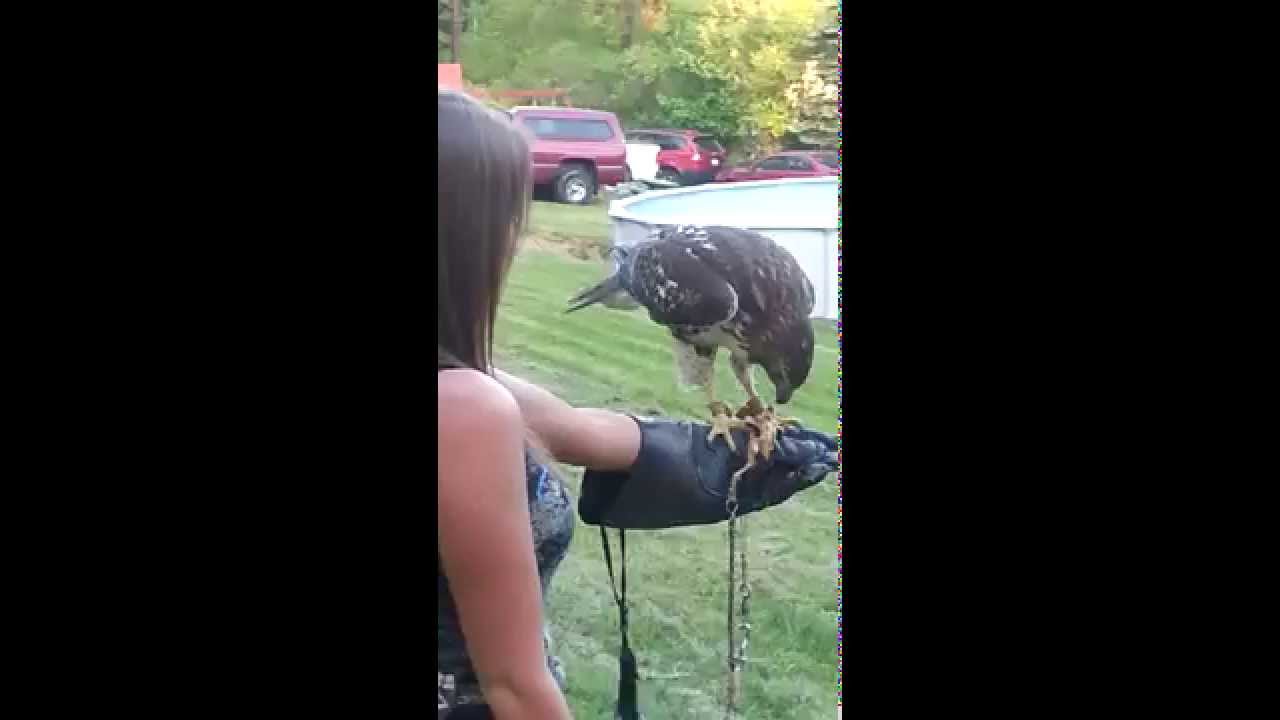 lizard skin grips Feeding a Red-Tailed Hawk