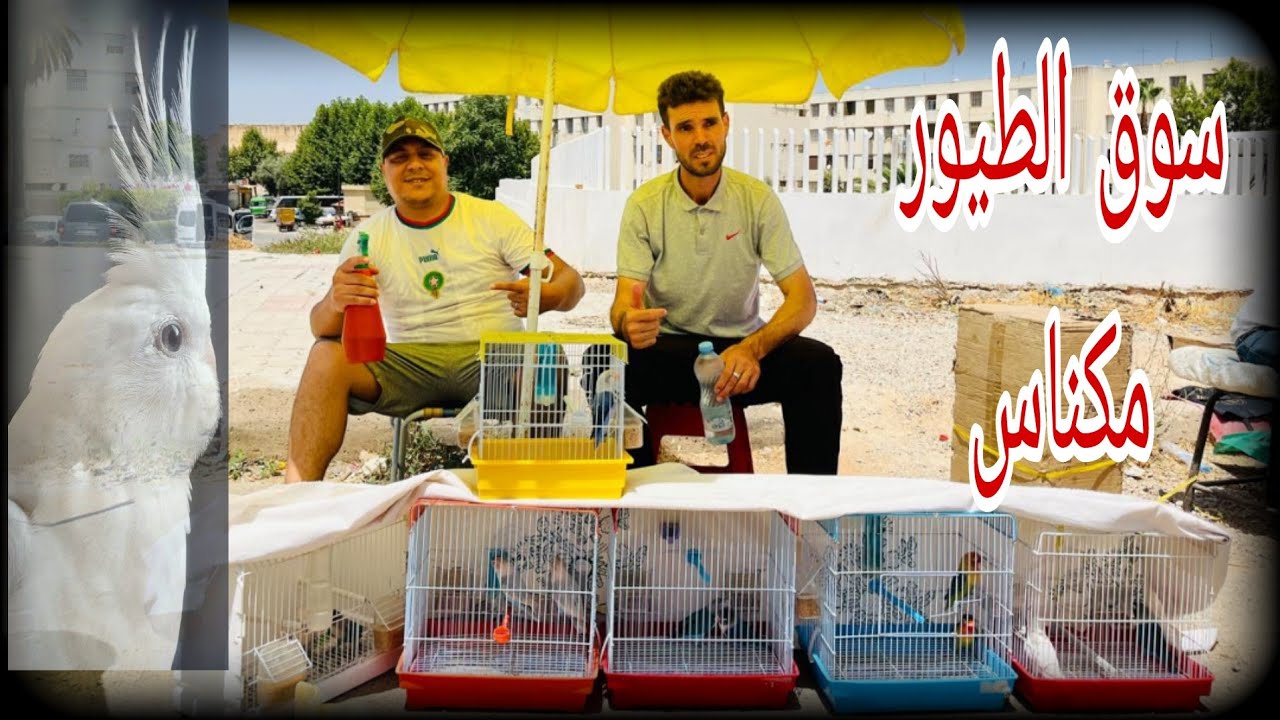 مرحبا بكم في سوق الطيور🦜 بمدينة مكناس 🇲🇦اجي نتولعوا كاملين✌️/ 0619227462