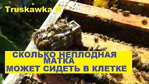 #Пчёлы. Как долго можно продержать #матку в клеточке. И почему.