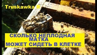 #Пчёлы. Как долго можно продержать #матку в клеточке. И почему.