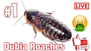 MY DUBIA ROACH COLONY by Asimo 489 views 4 years ago 7 minutes, 51 seconds