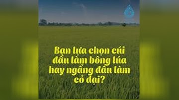 Bạn lựa chọn cúi đầu làm bông lúa hay ngẩng đầu làm cỏ dại?  | Quà Tặng Cuộc Sống