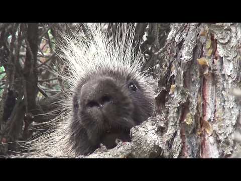 شاهد حيوان النيص وهو يتسلق الشجرة و معلومات عن النيص بالوصف Porcupine In A Tree