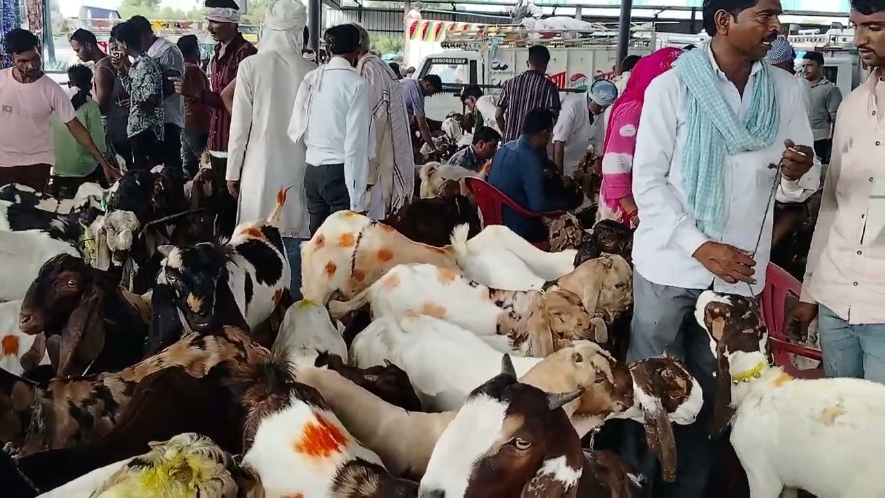 Rajasthan ki sabse badi  bakra mandi balaheri