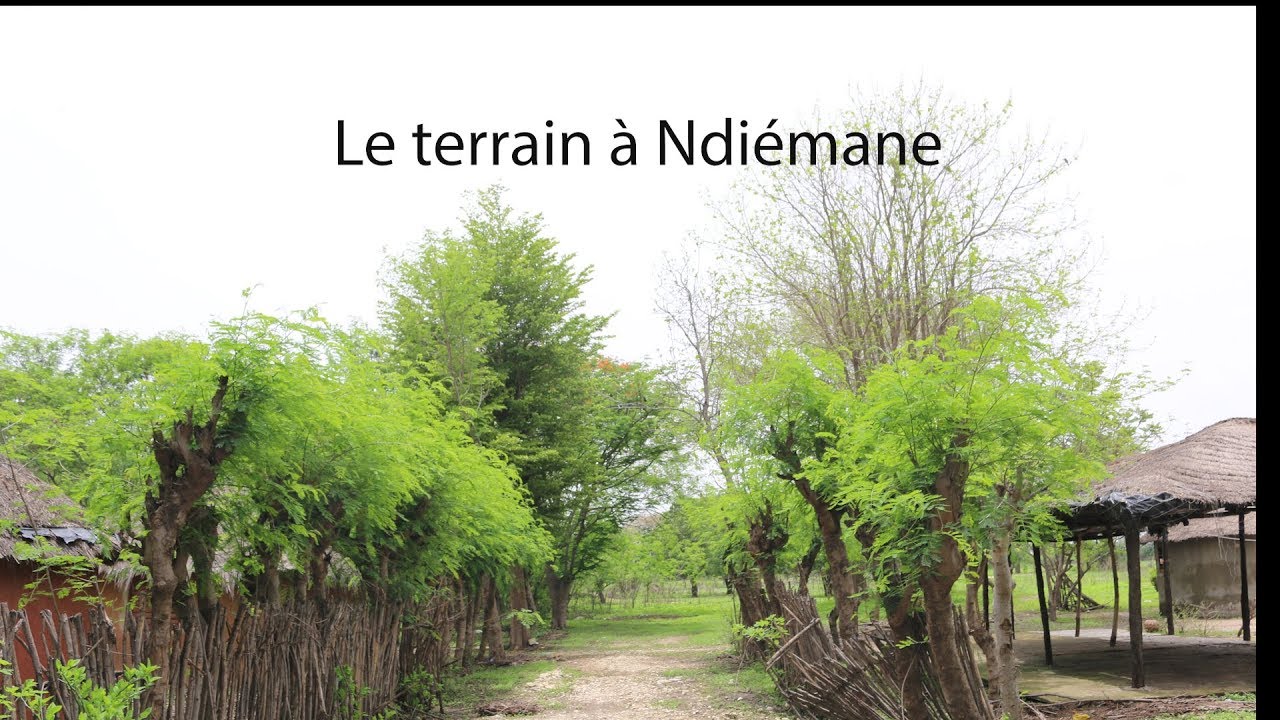 Parcours de Vie: Alihou NDIAYE (PARTIE 2: L’arrivée à Ndiémane)