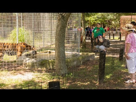 Wildcat Walkabout at Big Cat Rescue