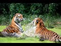 *Deadliest Animal Fights, Hunts, Kills [Rare Brutal Videos]*