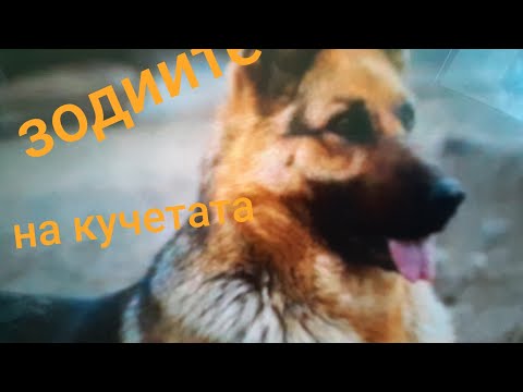 Видео: Кучешко анормално разстройство на клепачите - анормално разстройство на клепачите при кучета