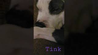 Sleeping Staffordshire - Sure Do Love This Furrbaby