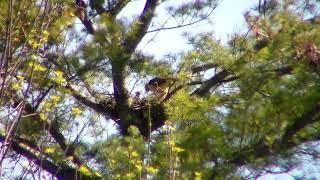 Red Tailed Hawks